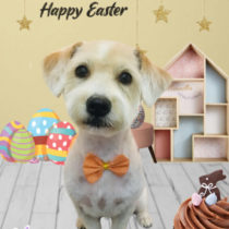 ジャックラッセルテリア