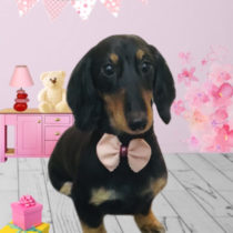 Mダックスフント