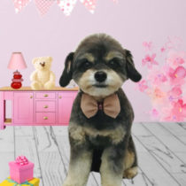 チワワ×トイプードルmix