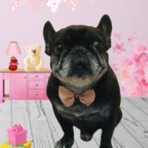 フレンチブルドッグ