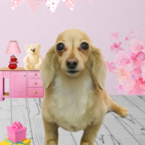 カニヘンダックスフント