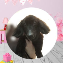 Mダックスフント