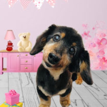 Ｍダックスフント