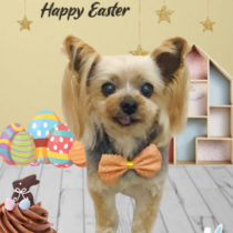 ヨークシャテリア