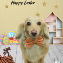 Mダックスフント