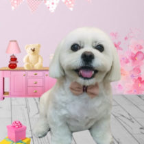 ペキニーズ×ビションフリーゼmix