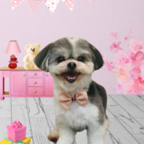 シーズー×マルチーズmix