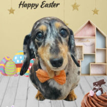 Mダックスフント