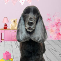 イングリッシュコッカースパニエル