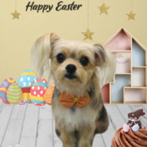 チワワ×ヨーキーmix