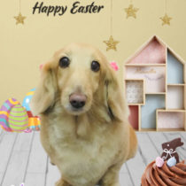 Mダックスフント