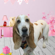 バセットハウンド