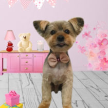 ヨークシャテリア