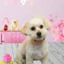 マルチーズ×トイプードルmix