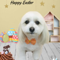 マルチーズ×パピヨンmix