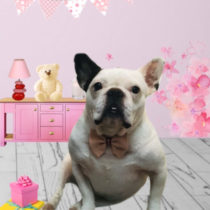 フレンチブルドッグ