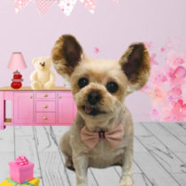 ヨークシャテリア