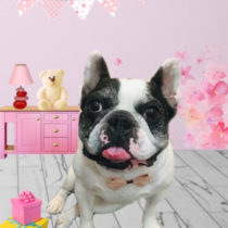 フレンチブルドッグ