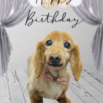 Ｍダックスフント