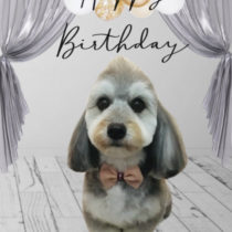 マルチーズ×Mダックスフント