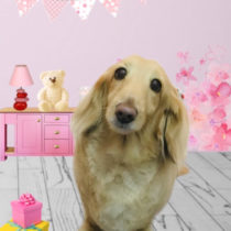 Mダックスフント