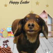 Mダックスフント