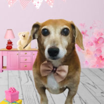 トイプードル×ジャックラッセルテリアmix