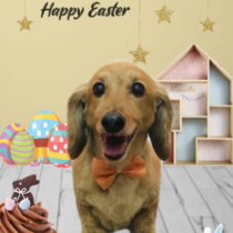 Mダックスフント