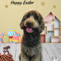 オーストラリアンラブラドゥードル