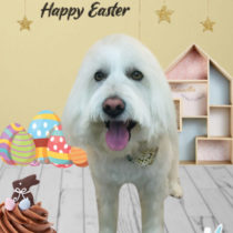 Mシュナウザー×ウエスティー