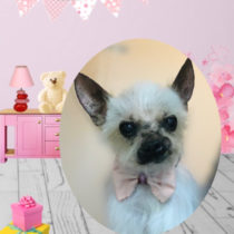 ヨークシャテリア