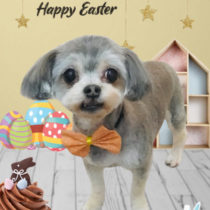 マルチーズ×チワワ