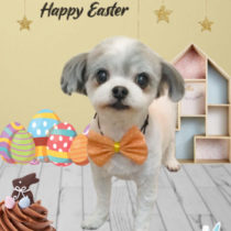 マルチーズ×チワワ