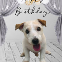 ジャックラッセルテリア