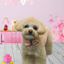 ポメラニアン＆トイプードルmix