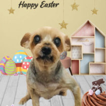 ヨークシャテリア