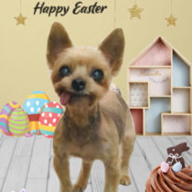 ヨークシャテリア