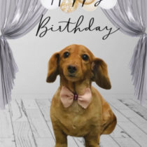 Mダックスフント