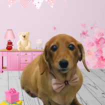 Mダックスフント