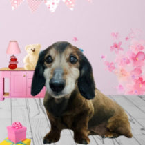 Mダックスフント