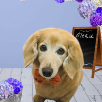 Mダックスフント