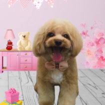 マルチーズ×トイプードルmix