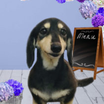 Mダックスフント