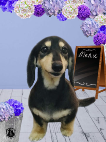 Mダックスフント