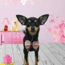 チワワ×ミニチュアピンシャー