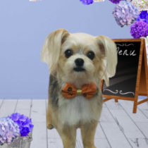 チワワ×ヨークシャーテリアＭＩＸ