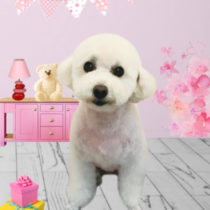 マルチーズ×トイプードルmix