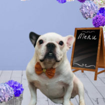 フレンチブルドッグ