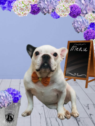 フレンチブルドッグ