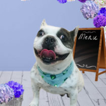 フレンチブルドッグ